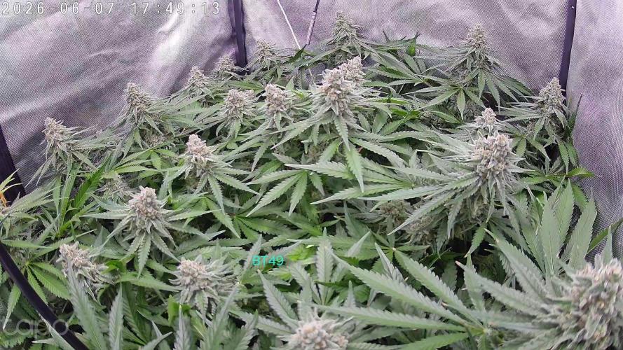 Watermelon  🍉😋. Week 13