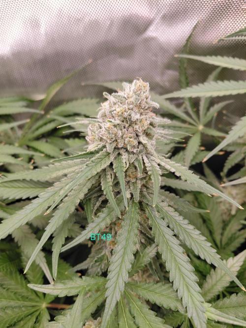 Watermelon  🍉😋. Week 13