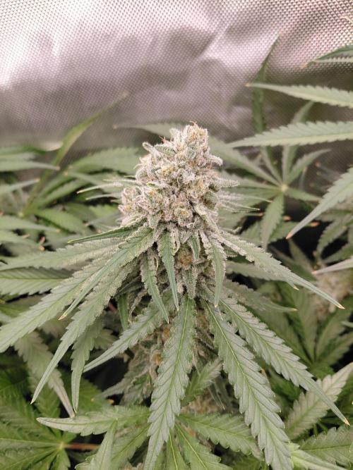 Watermelon  🍉😋. Week 13