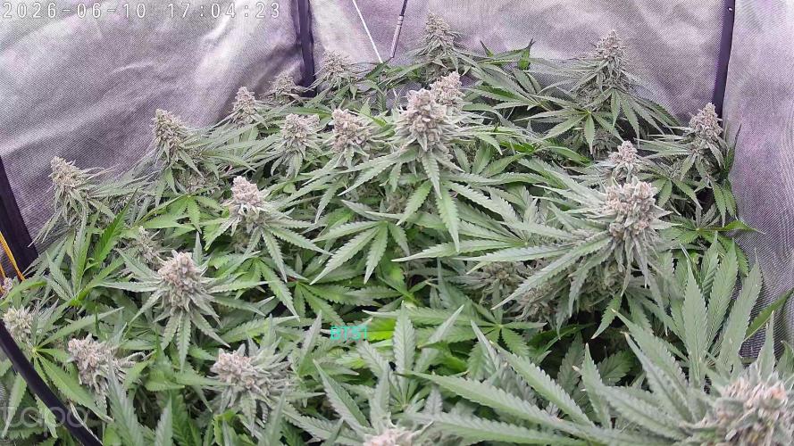 Watermelon  🍉😋. Week 14