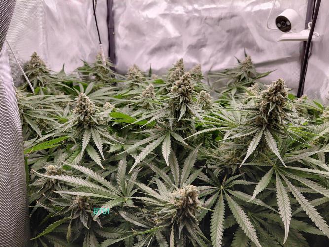 Watermelon  🍉😋. Week 14