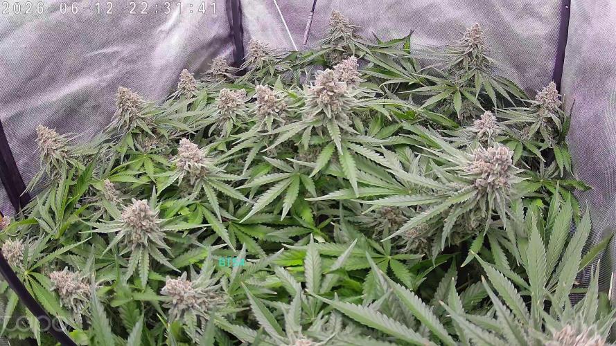 Watermelon  🍉😋. Week 14