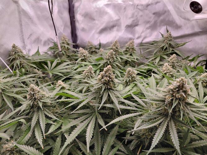 Watermelon  🍉😋. Week 14