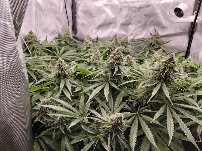 Watermelon  🍉😋. Week 14