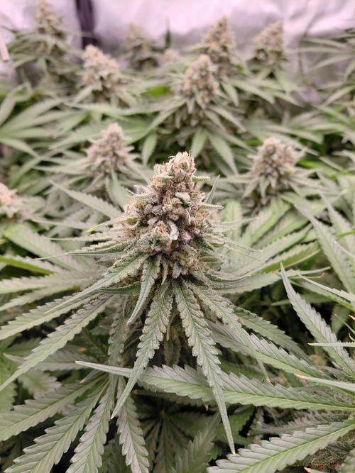 Watermelon  🍉😋. Week 14