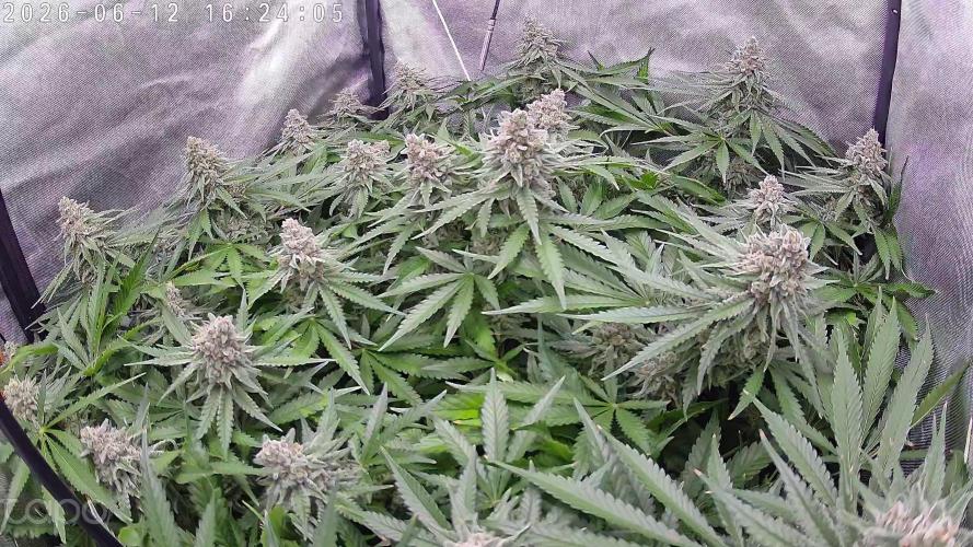 Watermelon  🍉😋. Week 14