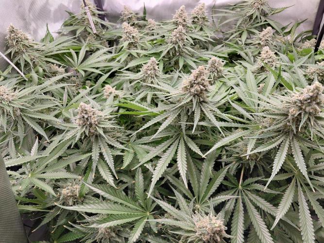 Watermelon  🍉😋. Week 14