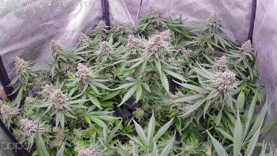 Watermelon  🍉😋. Week 14
