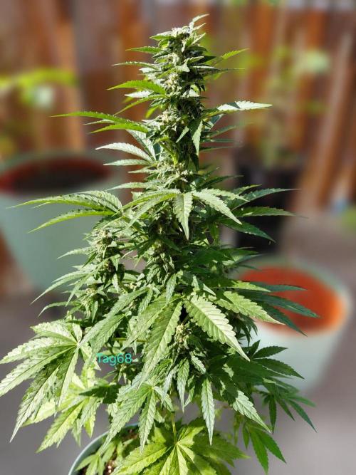 Sundae Driver Automatic. Week 10