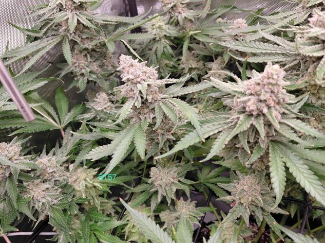 Watermelon  🍉😋. Week 15