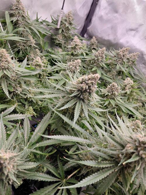 Watermelon  🍉😋. Week 15