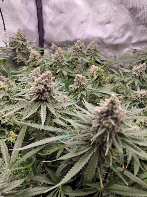 Watermelon  🍉😋. Week 15