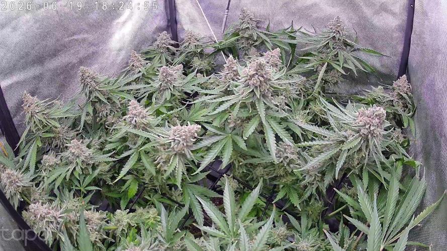 Watermelon Z. Week 15