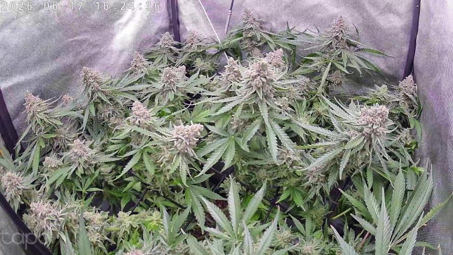 Watermelon  🍉😋. Week 15