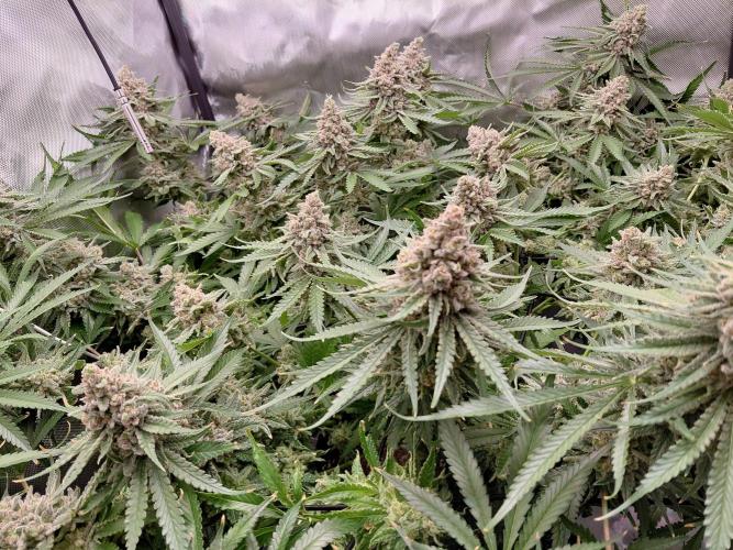 Watermelon  🍉😋. Week 16