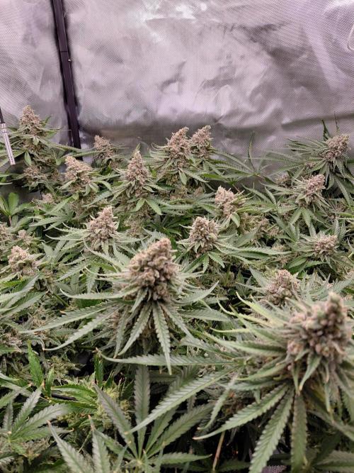 Watermelon  🍉😋. Week 16