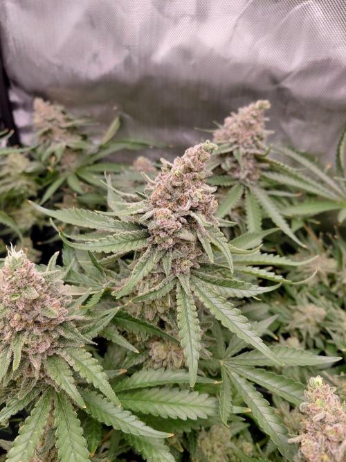 Watermelon  🍉😋. Week 16