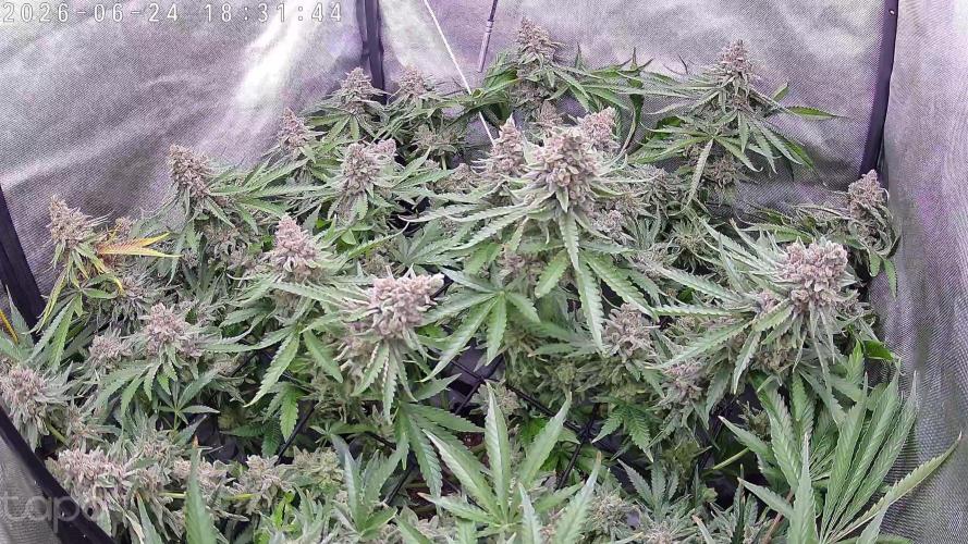Watermelon  🍉😋. Week 16