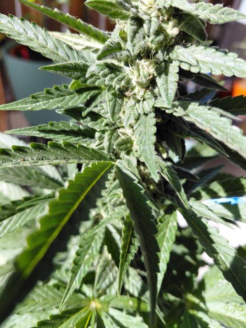 Sundae Driver Automatic. Week 11