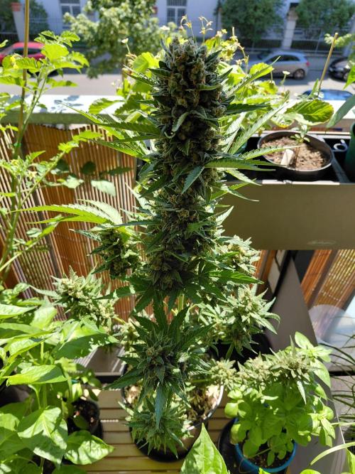 Sundae Driver Automatic. Week 14