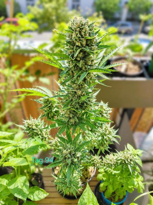 Sundae Driver Automatic. Week 14
