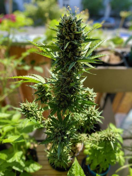 Sundae Driver Automatic. Week 14
