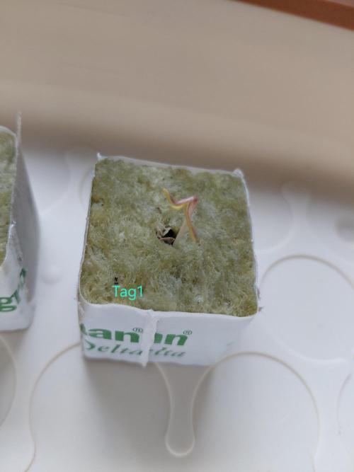 landrace. Week 0