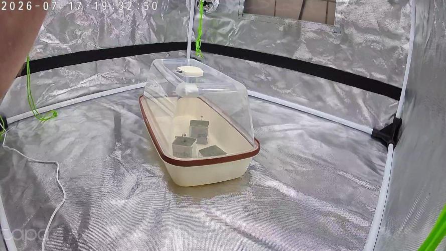 landrace. Week 0