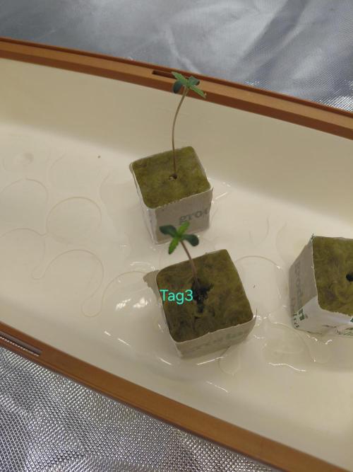 landrace. Week 0