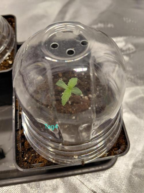 landrace. Week 0