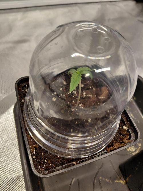 landrace. Week 0