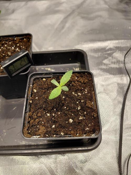landrace. Week 0
