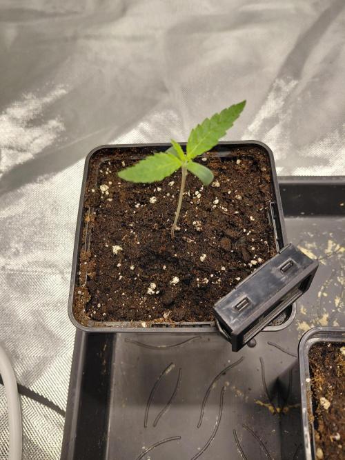 landrace. Week 0