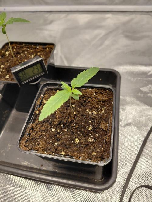 landrace. Week 0