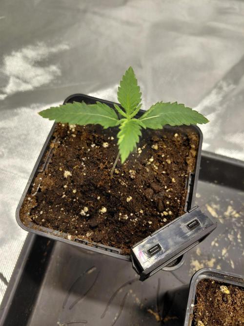 landrace. Week 0