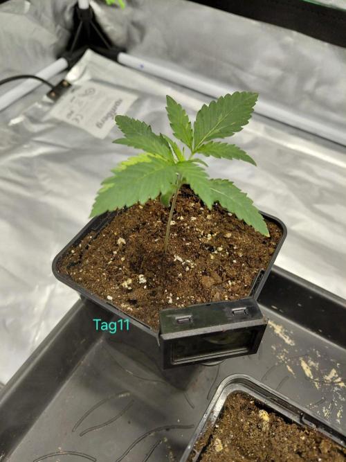 landrace. Week 1