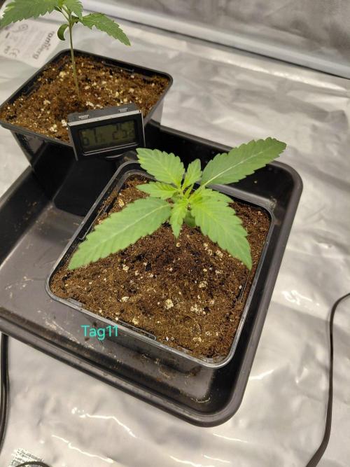 landrace. Week 1