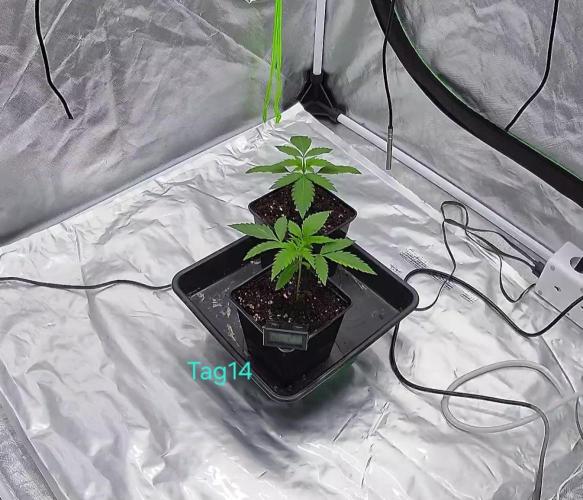 landrace. Week 1