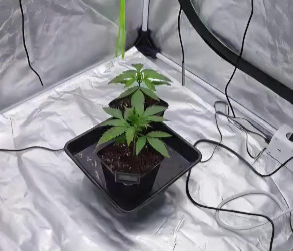 Thai. Week 1