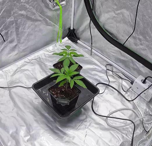 landrace. Week 1