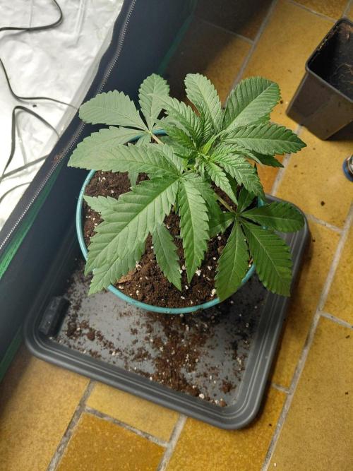landrace. Week 2