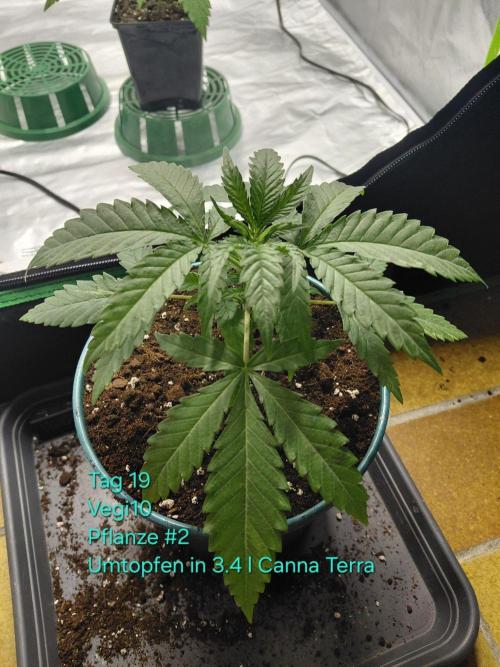 landrace. Week 2