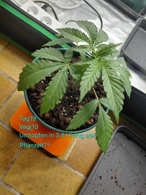 landrace. Week 2