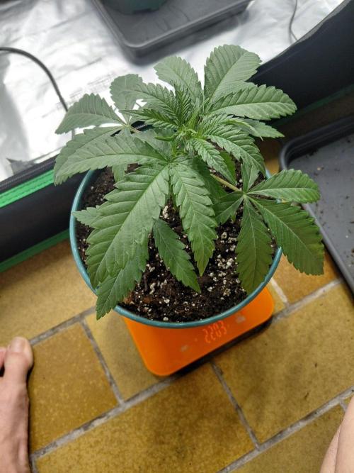 landrace. Week 2