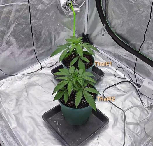 landrace. Week 2