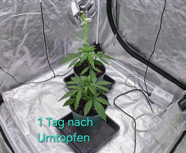 landrace. Week 2
