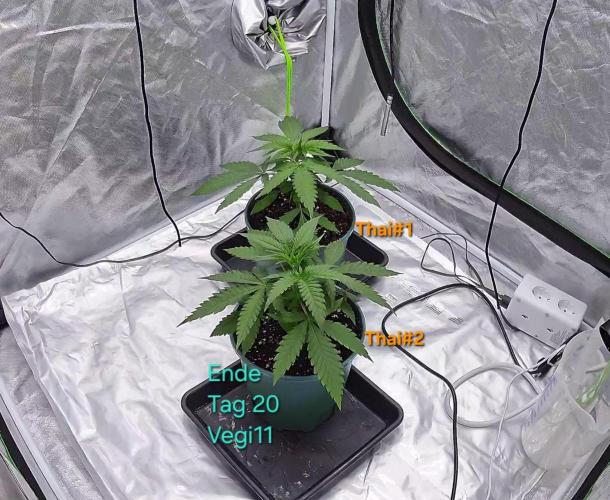 landrace. Week 2