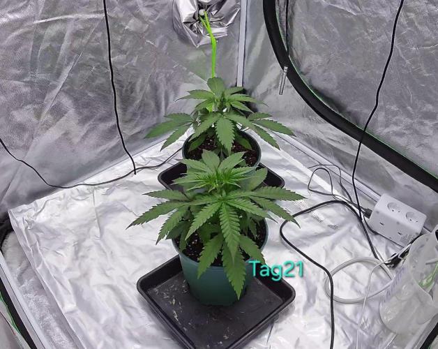 landrace. Week 2