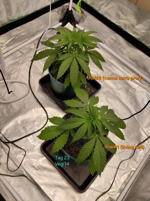 landrace. Week 2