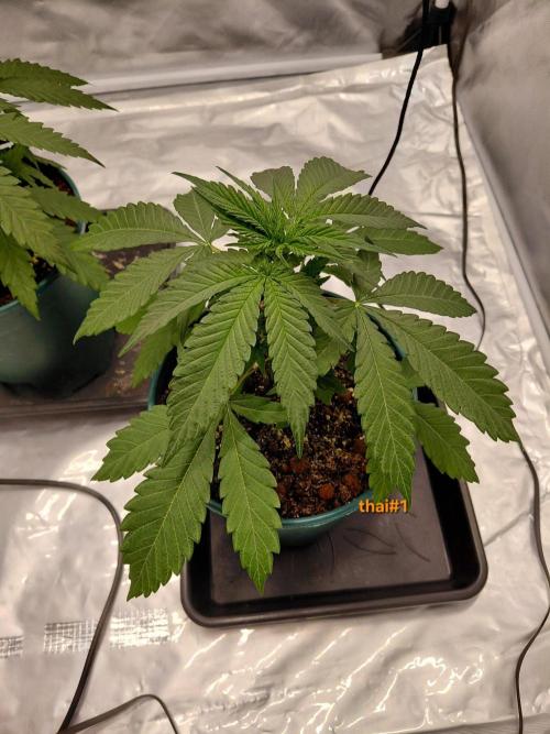 landrace. Week 2